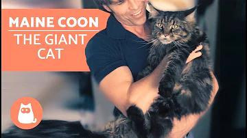 How can you tell if you have a purebred Maine Coon?