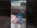 Rabbit watering system