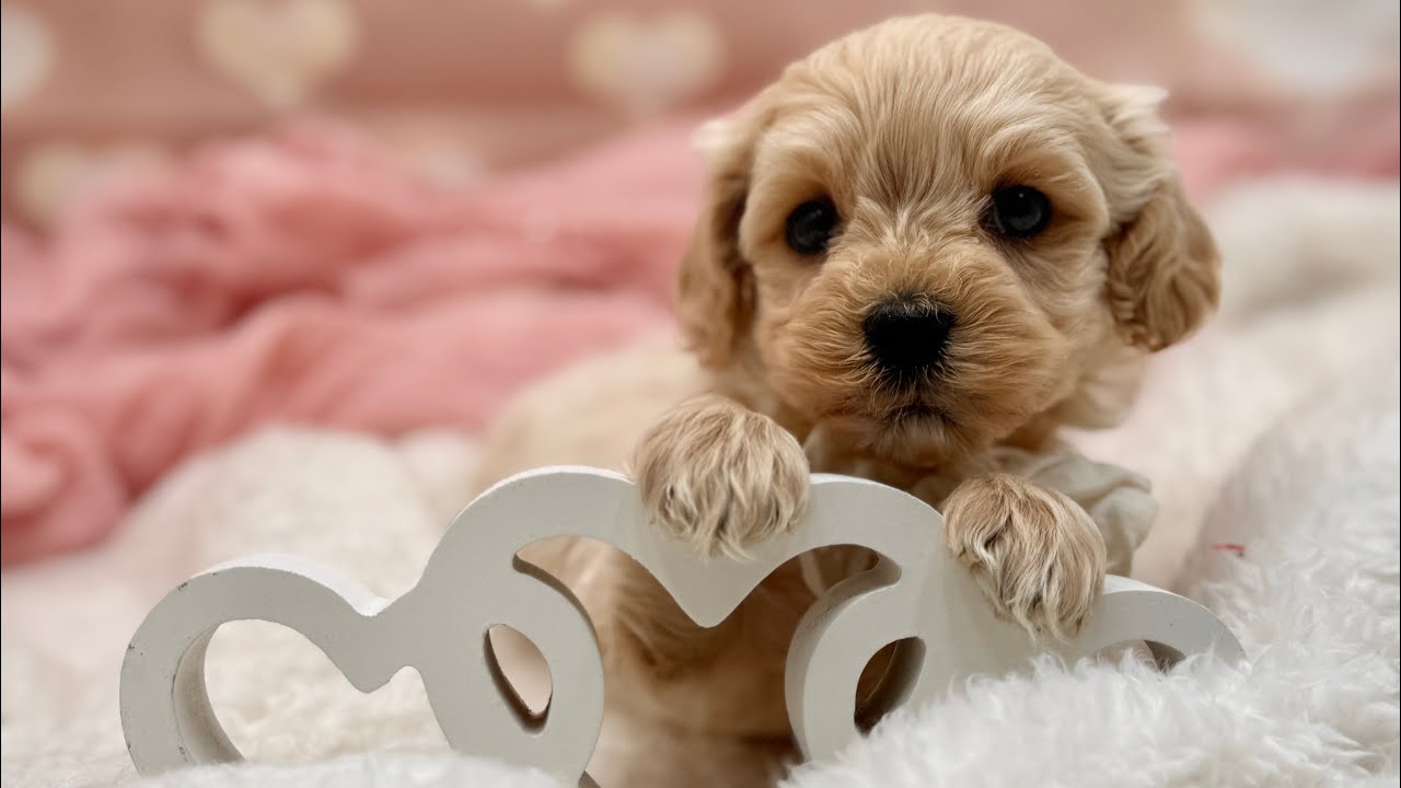 HAPPY VALENTINES DAY! Honey’ available Maltipoo puppies! Dressed for the day! 
