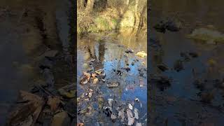 Winter Creek Sounds