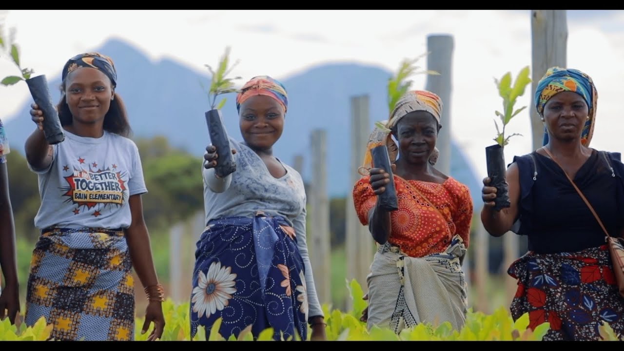 Still from The cashew nut value chain in Mozambique