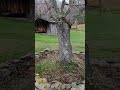 Weeping cherry?