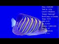 All About The Regal Angelfish