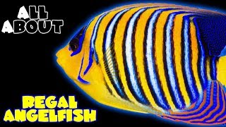 All About The Regal Angelfish