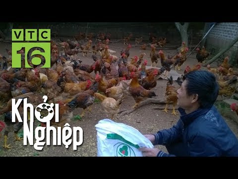 Video Bỏ 100 triệu nuôi gà: Suýt trả giá vì sai lầm I VTC16 - youtube