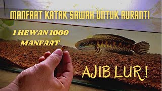 MANFAAT KATAK UNTUK CHANNA AURANTI