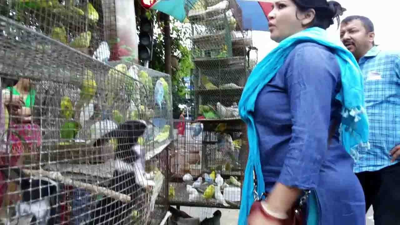tala pet market