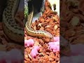 snake 🐍 eating live baby rat 🐀 #short