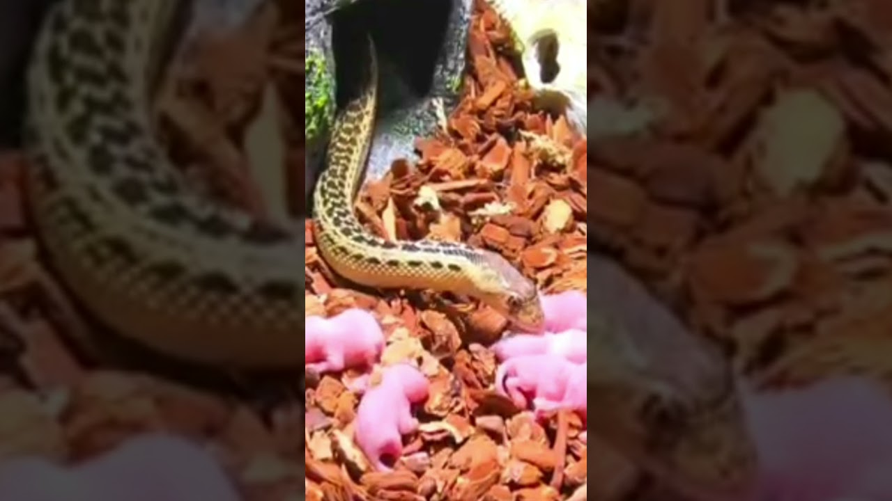 snake 🐍 eating live baby rat 🐀 short YouTube