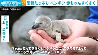 愛情たっぷり　ペンギン　赤ちゃんすくすく(2021年1月26日)