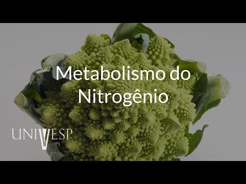 Vídeo: Diferença Entre Nutrição Saprozoica E Saprófita