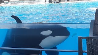 Nakai and Orkid (1/8/20) SWSD