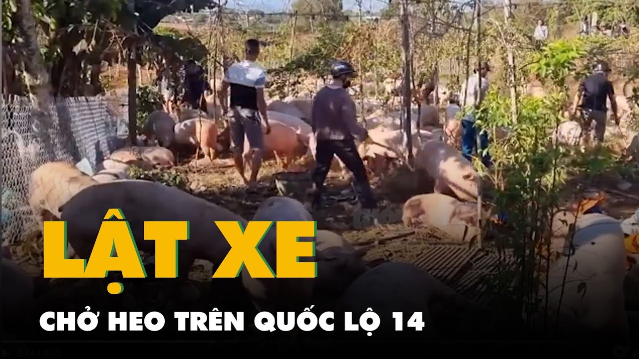 Lật xe chở heo trên quốc lộ 14, hơn 100 con heo chạy tán loạn - YouTube
