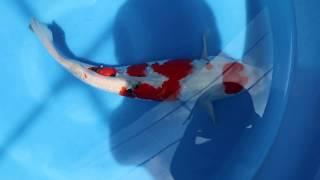 No.445 大正三色 58cm