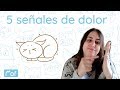 5 señales de dolor en los gatos | Mof