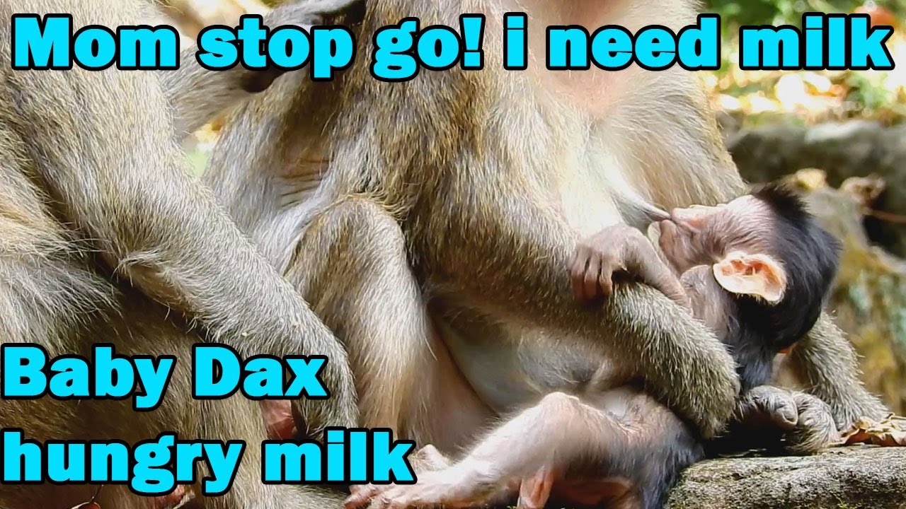 Baby monkey Dax hungry milk!, Mom stop go! I need milk milk and wants to sleep with mom