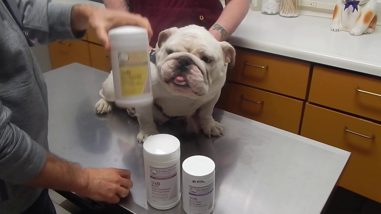 cleaning bulldog tear stains