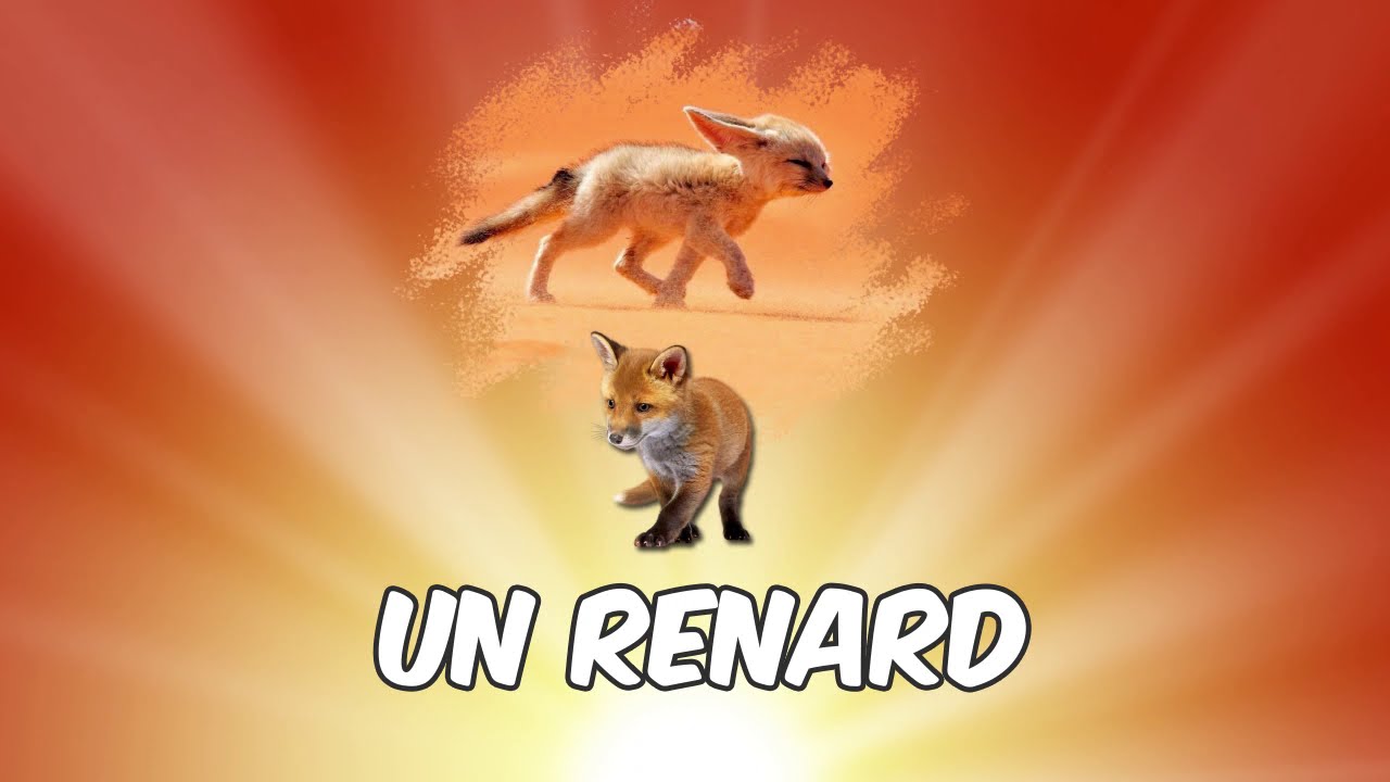 Apprendre le français/ Le fenec /projet1 séquence 2,5Ap/ les animaux du désert.