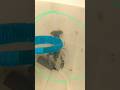 DISPLAY ANIMALS: ABOUT 2.5 INCH Juvenile blue crayfish Freshwater Lobster #lobster #crab #farm