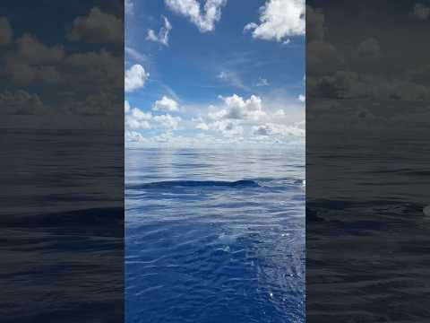Ютуб такое не продвигает - поддержите видео добрым словом ♥️