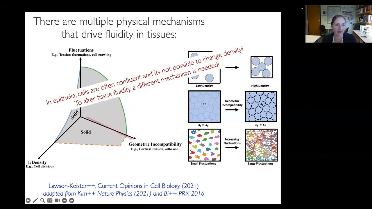 Professor Lisa Manning on predicting mechanics of 3D epithelia in vertebrate embryonic development