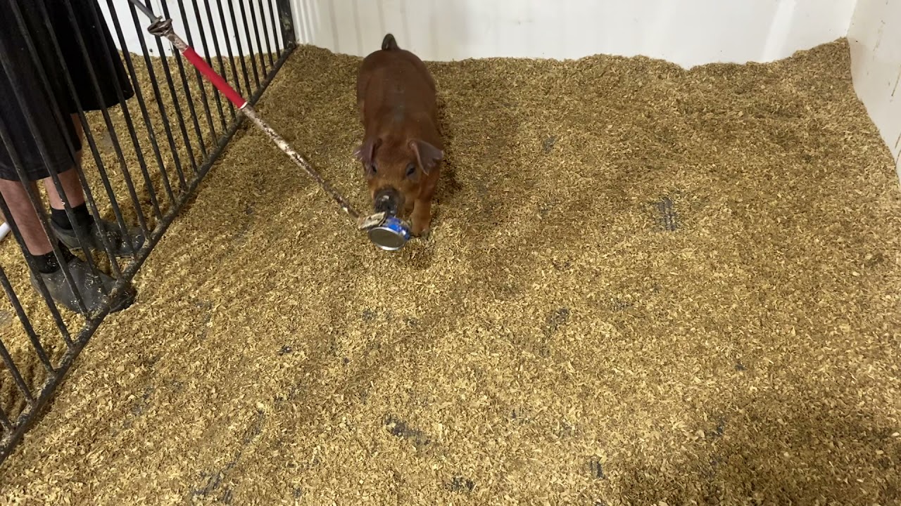 6-8 DB 10/20/21 Sale