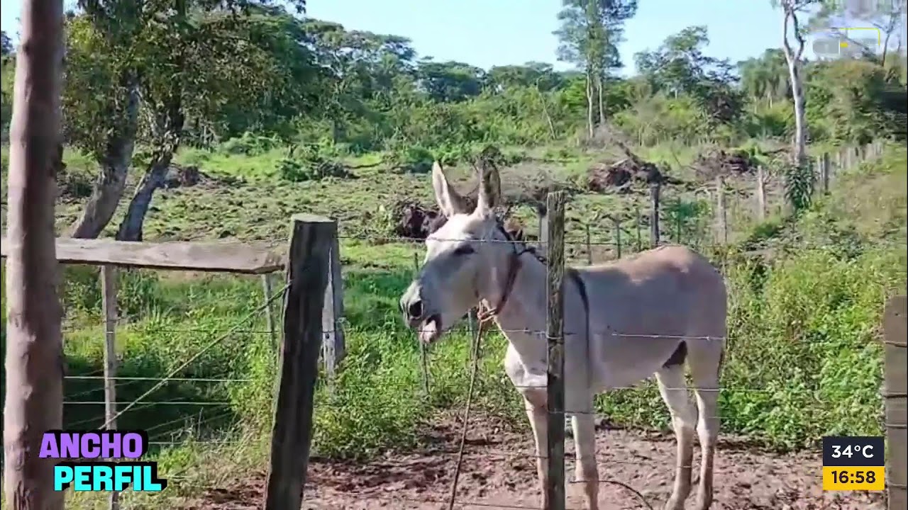 ANCHO PERFIL - 25 de febrero de 2026