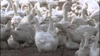 Piorko Polish Feather Down Goose down Duck down Polish goose