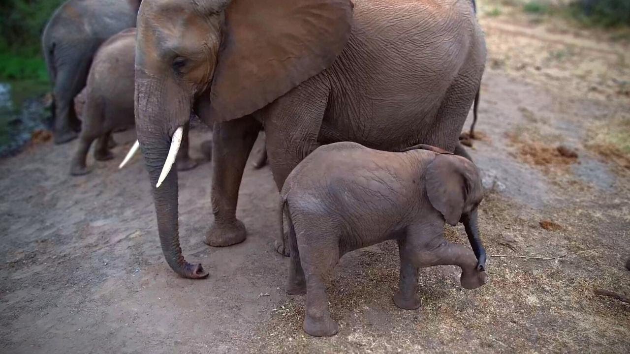 Cute Baby Elephants YouTube