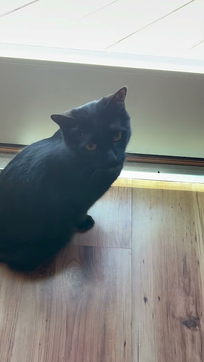 Fire the Cat evaluates my work