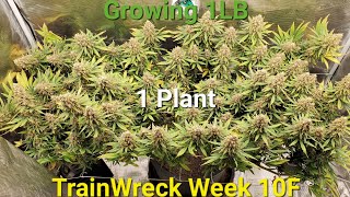 TrainWreck Week 10 Flower Flawless Finish Flush 1/2