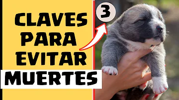 ¿Qué no se debe hacer cuando se cría a un cachorro?