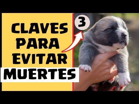 Video: ¿Se puede dar Dewormer a una madre perro que está criando a las crías?