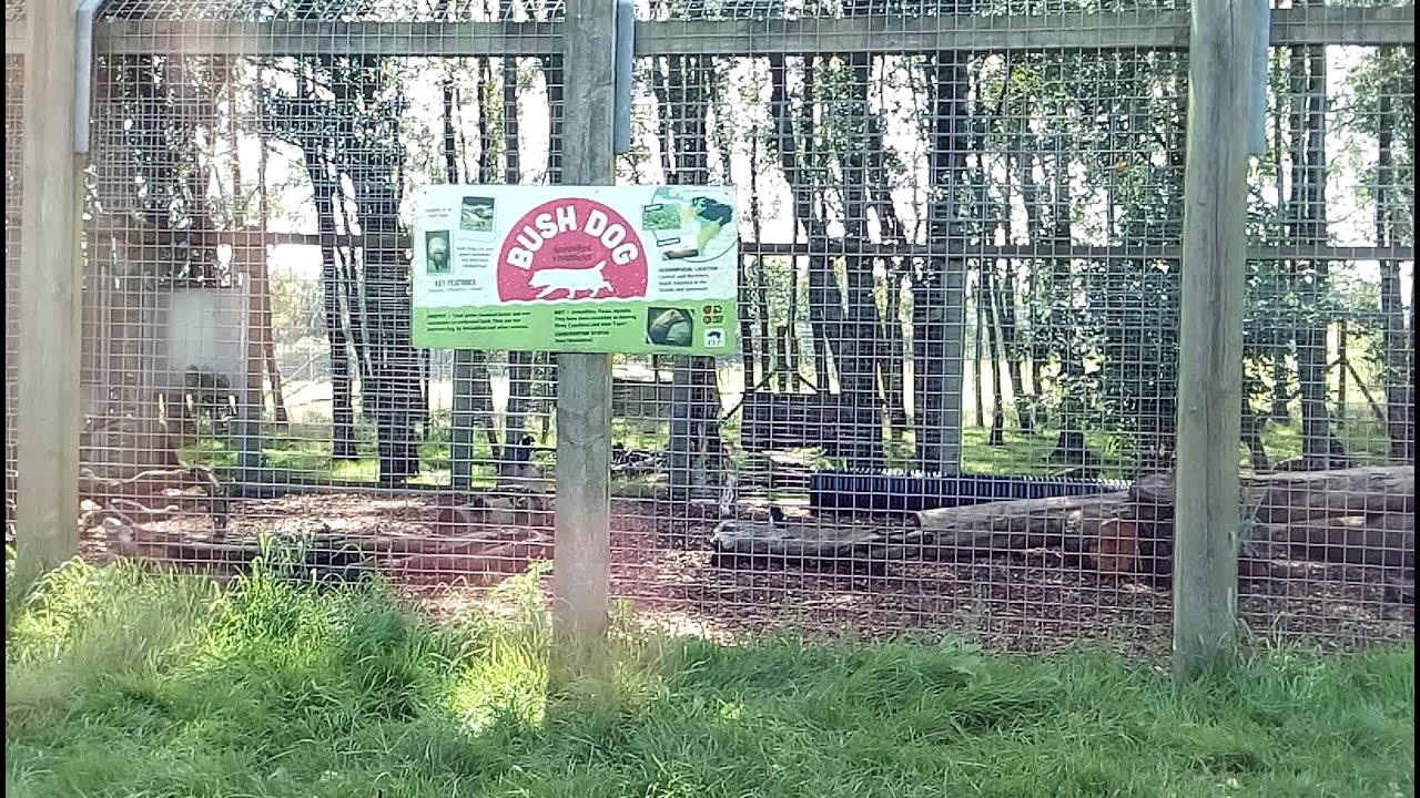 BUSH DOG Knowsley Safari park, zoo, UK YouTube