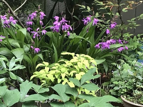 紫蘭の花がそんなに高いとは シラン かった の巻 Youtube