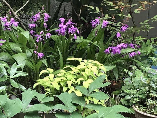 紫蘭の花がそんなに高いとは シラン かった の巻 Youtube