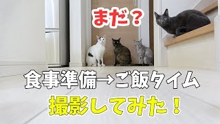 ご飯が楽しみすぎる猫4匹の様子と食事風景！