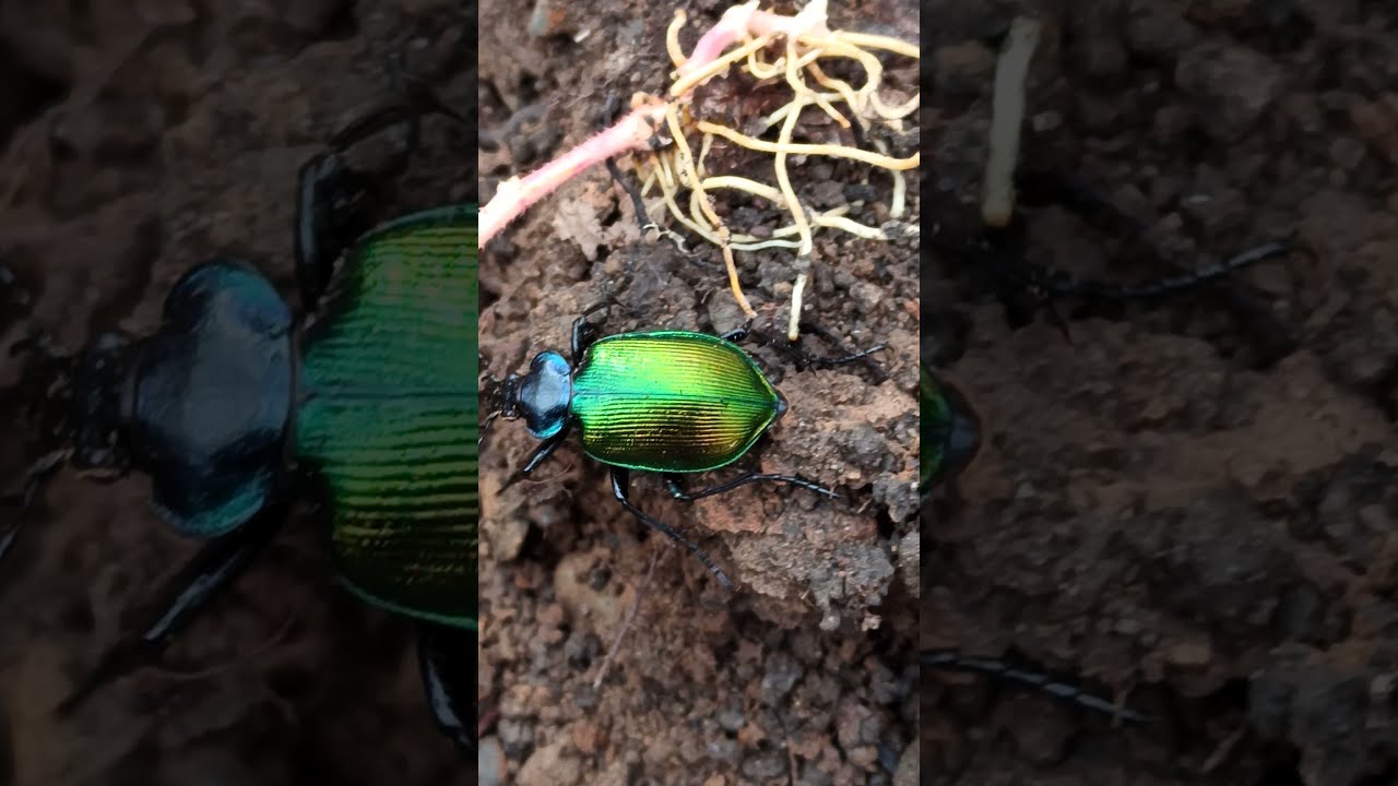 Откопали Майского жука на КОПе)) Прости нас, жук, мы не хотели 😃 
