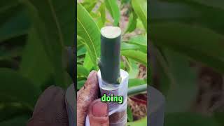 China’s Seedless Mango Hack!#funny