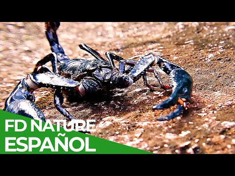 Carrera por Vivir | Episodio 3: La Gran Carrera del Desierto | Free Documentary Nature - Español documentary thumbnail