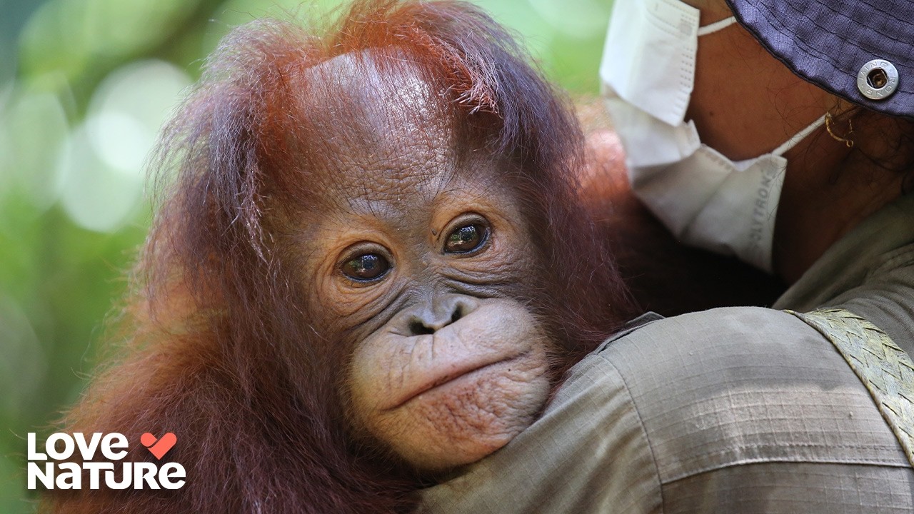 Babies Battle For A+ In Nest Building | Orangutan Jungle School 305