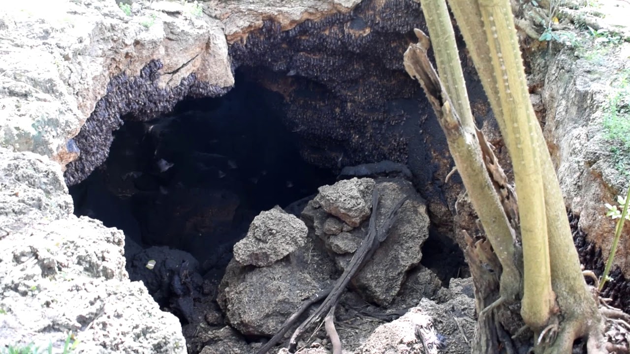 Monfort Bat Sanctuary