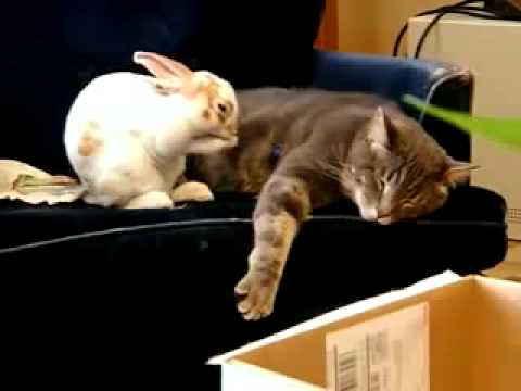 兔子學貓咪睡覺