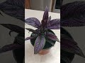 How to care for Persian Shield growth guide #plants #gardening #plant #outdoors #spring #garden