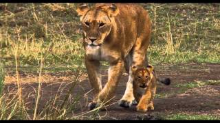 Disneynature's Bears First Look Featurette
