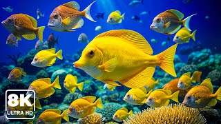 Download Lagu Tranquil Tides 8K β Deep Sea Footage with Calming Music for Sleep Meditation \u0026 Stress Relief MP3 Download Lagu Tranquil Tides 8K β Deep Sea Footage with Calming Music for Sleep Meditation \u0026 Stress Relief MP3