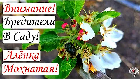 Внимание! Вредители в Саду! Алёнка Мохнатая! Методы борьбы с ней