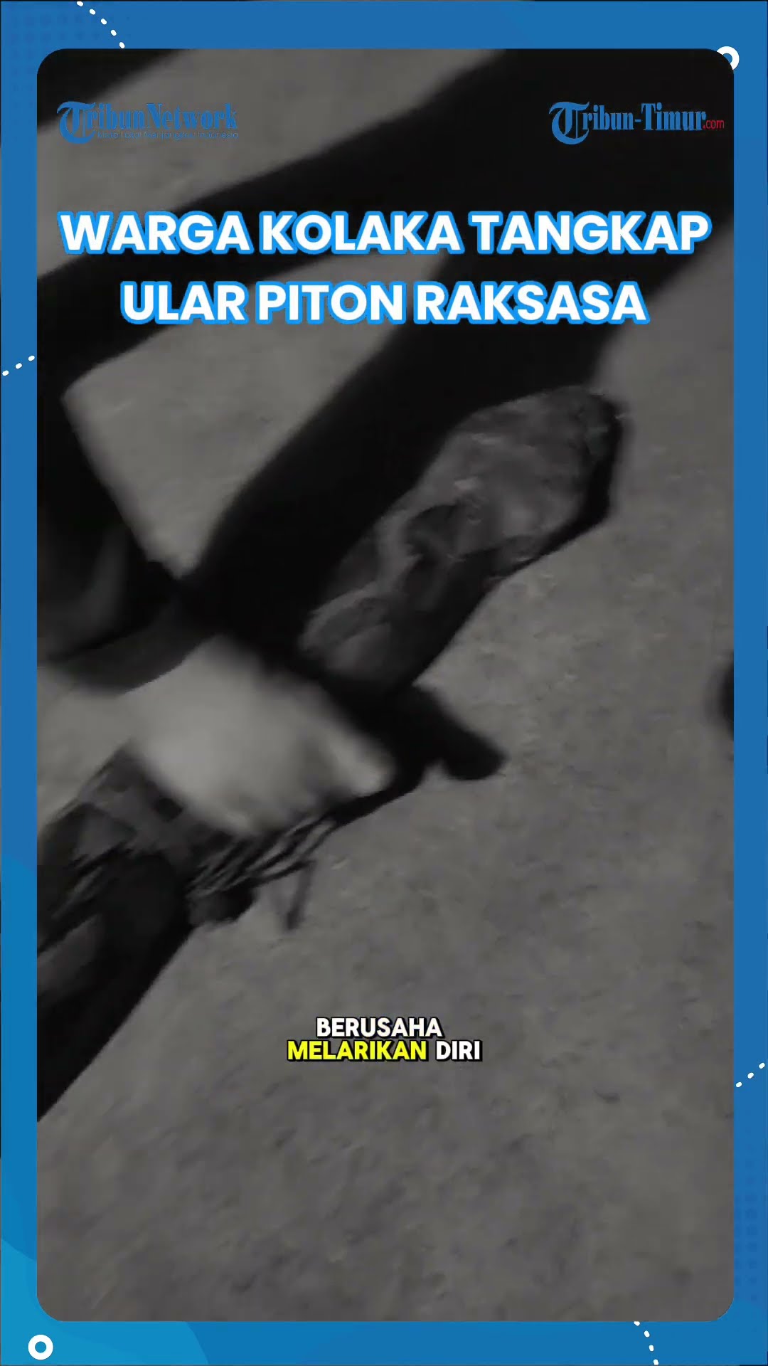 SHORT Warga Kolaka Tangkap Ular Piton Raksasa