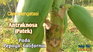 Cara  Mengatasi jamur pada Tanaman Pepaya  California