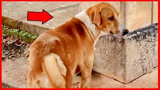 Dog Waits For Owner to Leave the Morgue FOR 4 MONTHS by Pets Rescue 233 views 5 months ago 3 minutes, 25 seconds